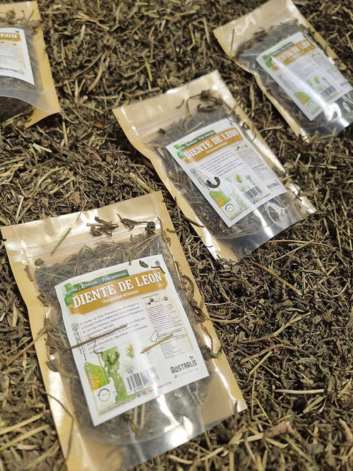 Taraxacum officinale asociado tradicionalmente a la función biliar