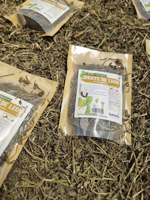 Diente de león seco de uso tradicional digestivo