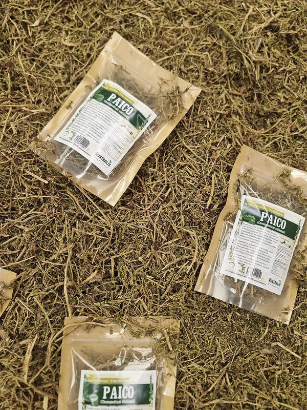 Hierba de paico seca y natural para infusiones tradicionales
