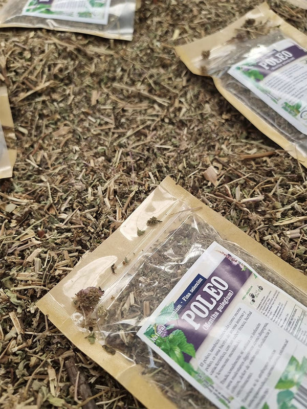 Poleo Mentha pulegium en hierba seca natural para infusión