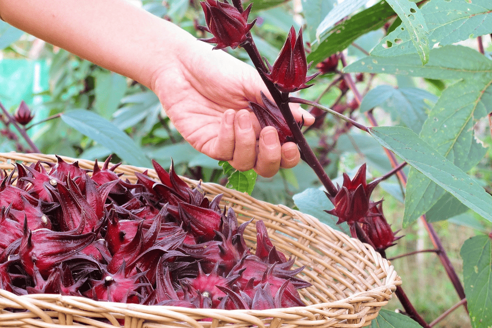 ¿Rosa Jamaica egipcia o peruana? Descubre la diferencia 🌺💡