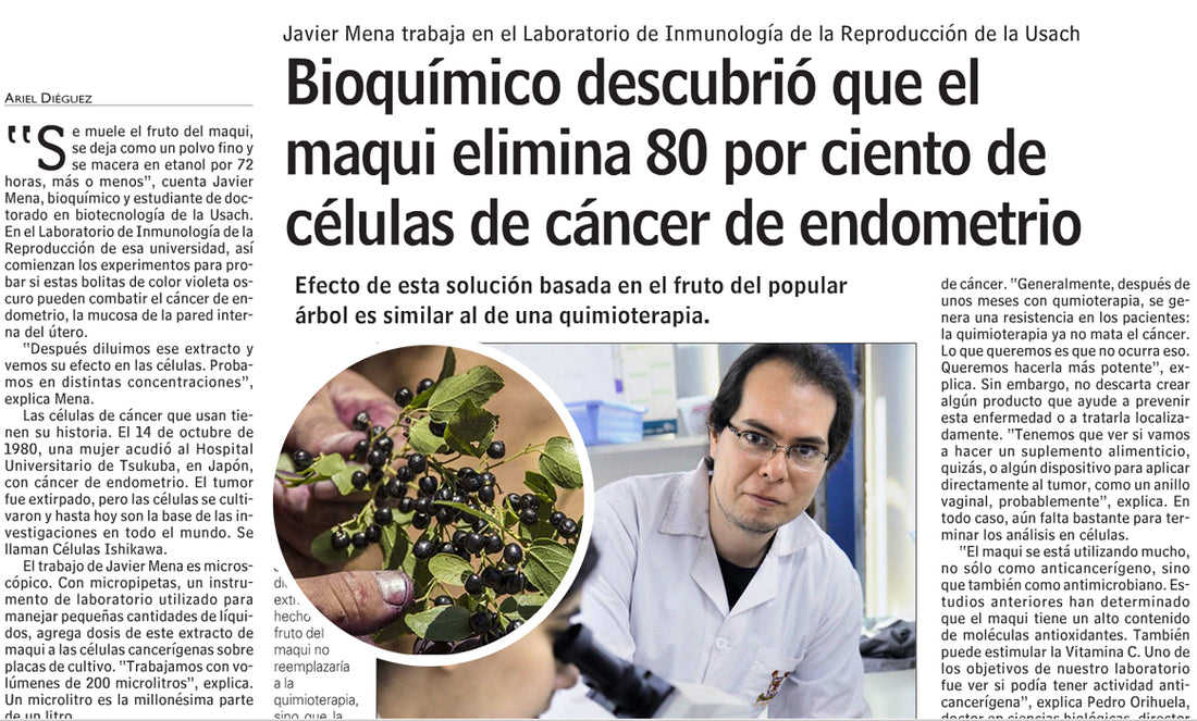 Importante descubrimiento sobre el Maqui
