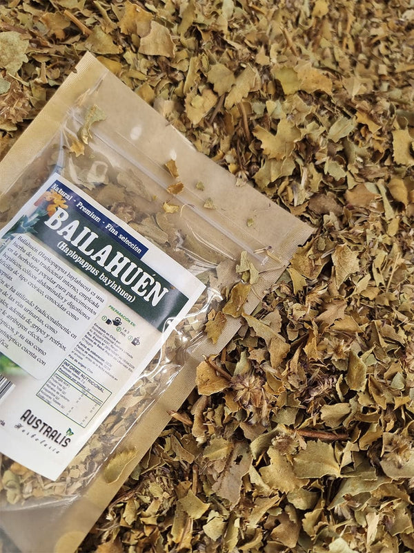 Bailahuén Haplopappus baylahuen de uso herbal tradicional