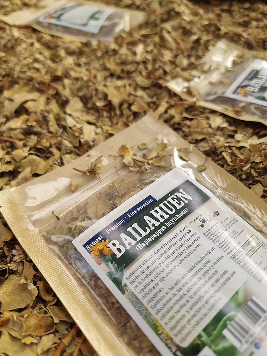 Bailahuén seco Haplopappus baylahuen para infusiones digestivas