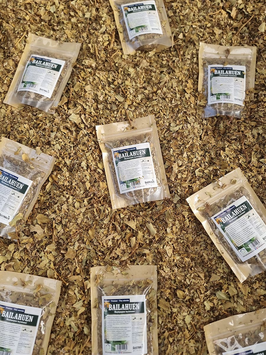 Bailahuén seco para uso digestivo y hepático 