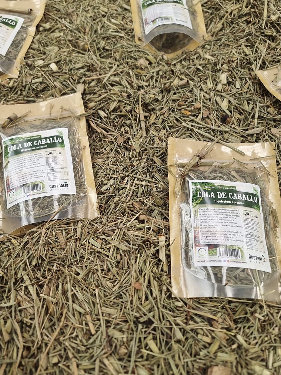 Equisetum arvense para infusión herbal