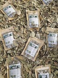 Boldo hierba seca Peumus boldus para preparar té