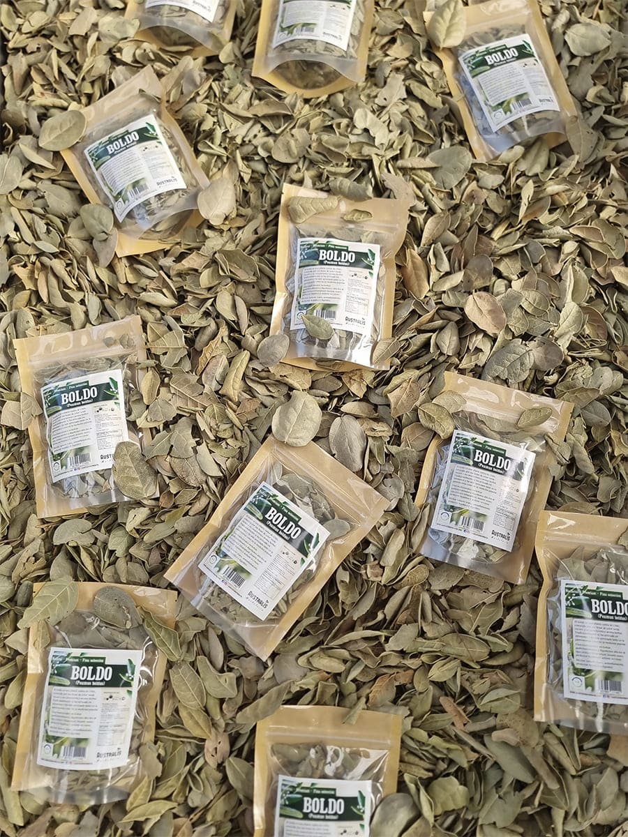 Boldo Peumus boldus en hojas secas seleccionadas