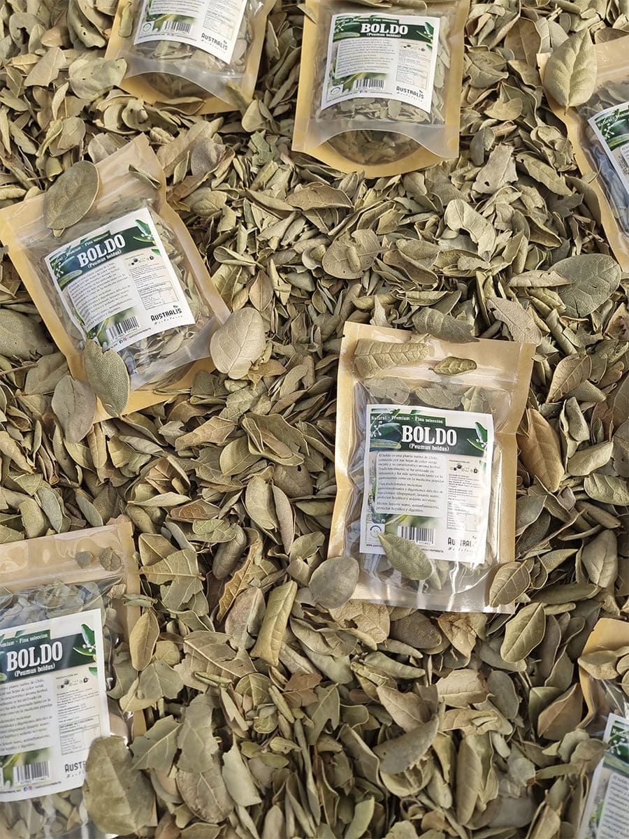 Hojas de boldo secas para infusión natural