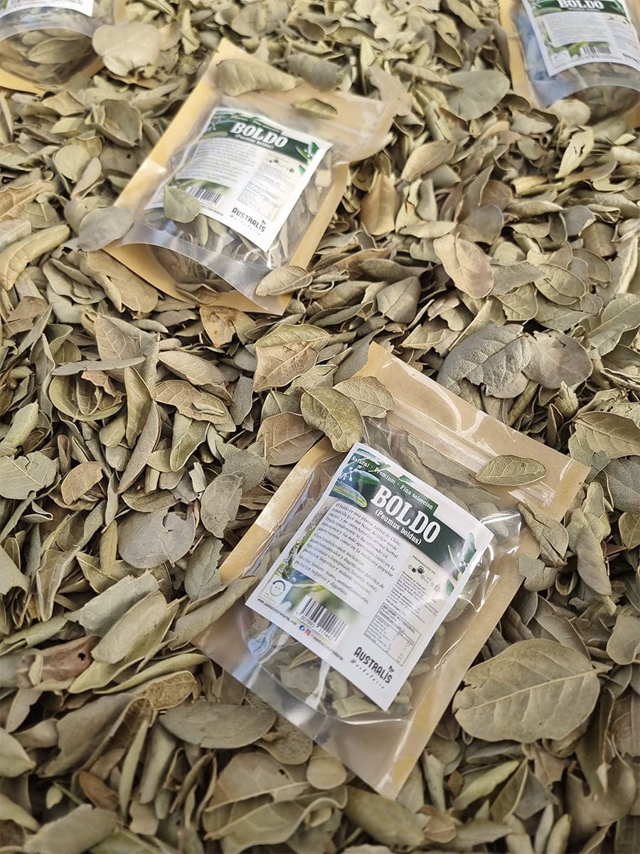 Hojas de boldo hierba seca para uso en infusiones