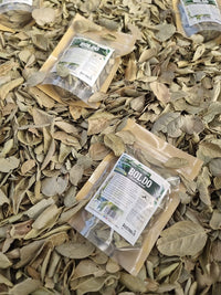 Hojas de boldo hierba seca para uso en infusiones