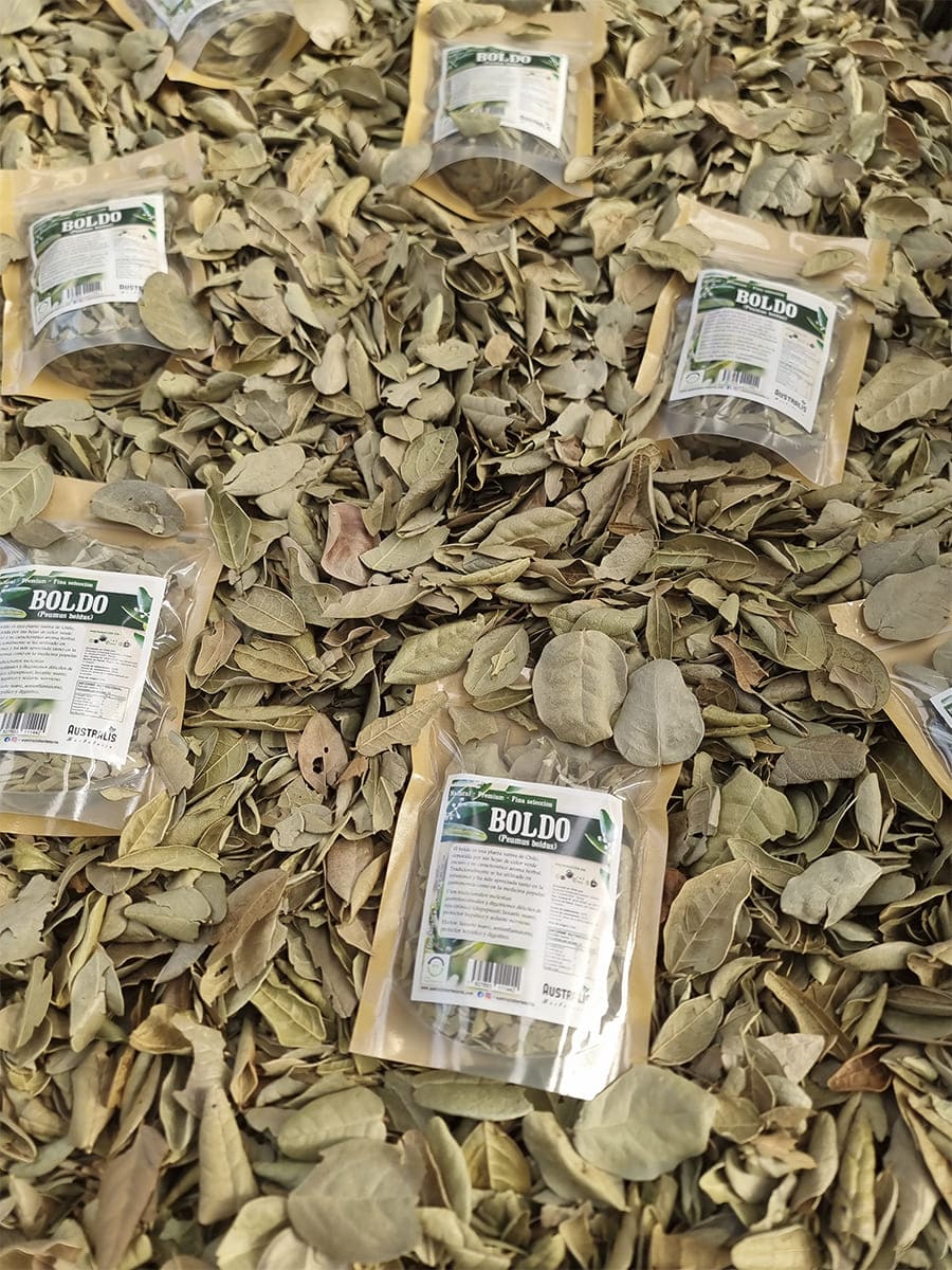 Hojas secas de Peumus boldus para infusiones naturales