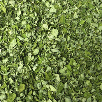 Hojas de Moringa secas