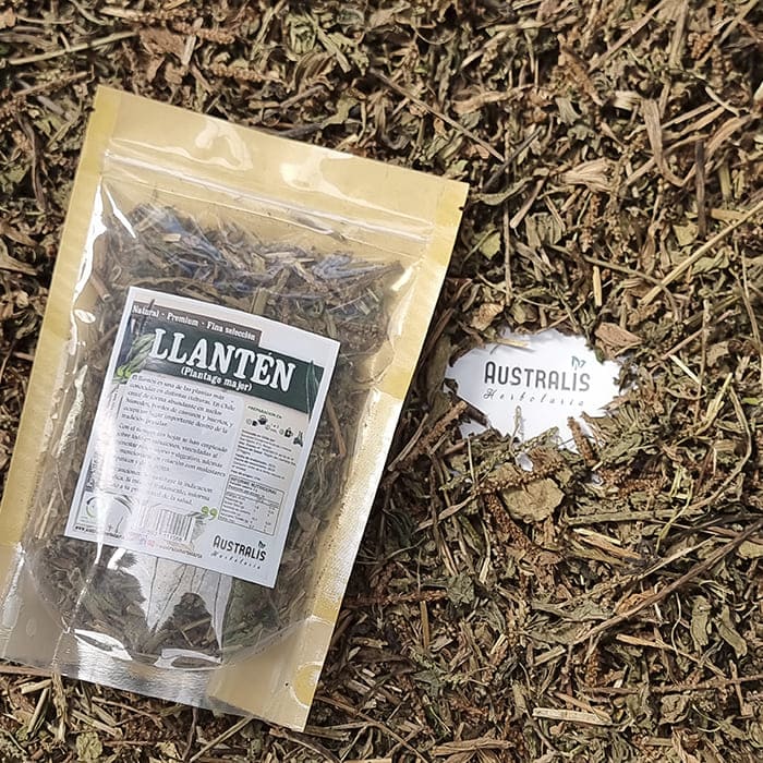 Llantén Hierba Seca