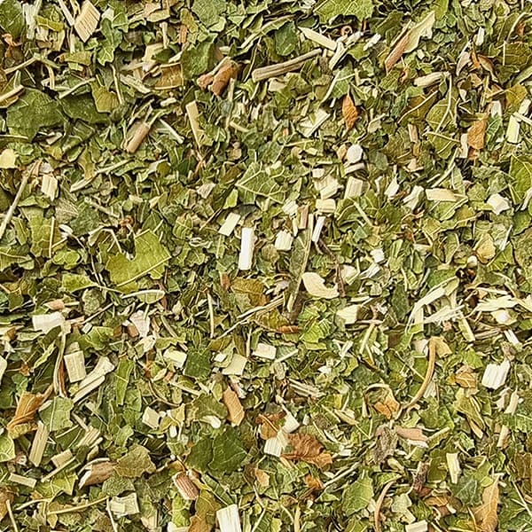 Hojas de Morera secas