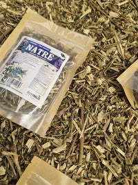 Hierba de natre Solanum ligustrinum para preparar infusión caliente