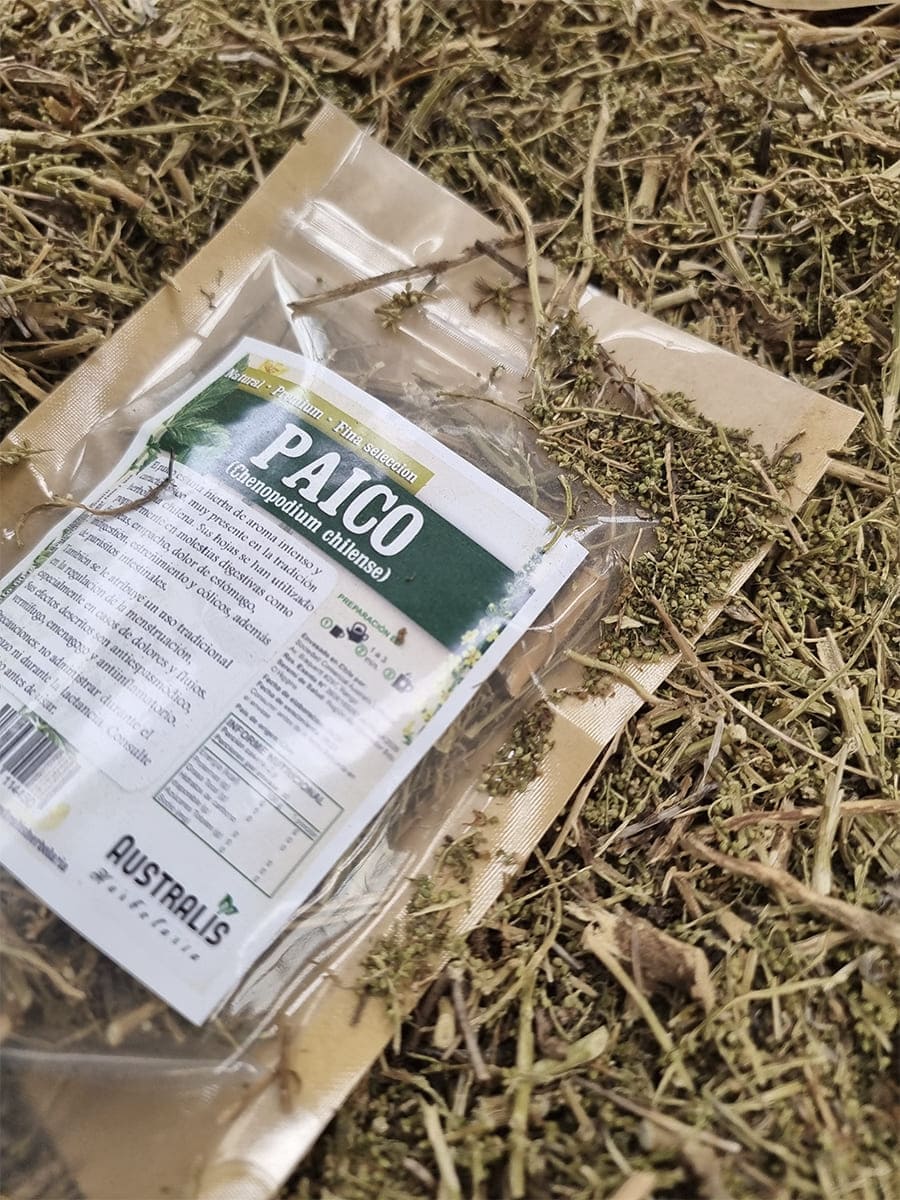 Paico seco a granel para infusión natural y preparación de tés herbales