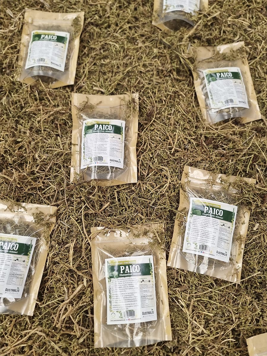 Hierba seca de paico natural Chenopodium chilense para preparar infusiones