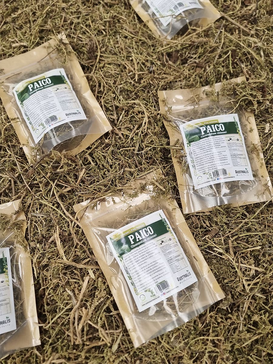 Hojas y tallos secos de paico natural para preparar infusión
