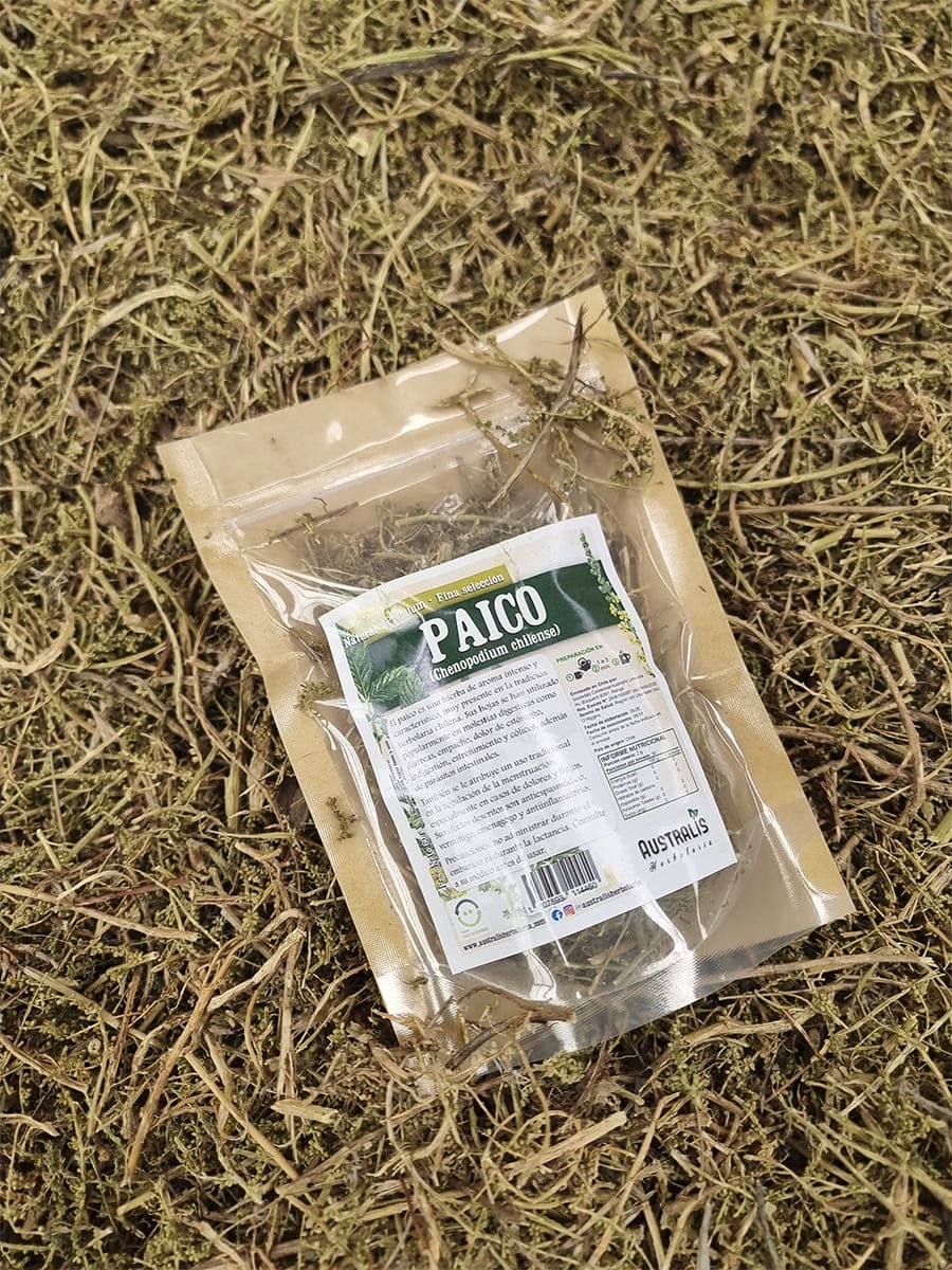 Paico seco Chenopodium chilense presentado como hierba natural para té