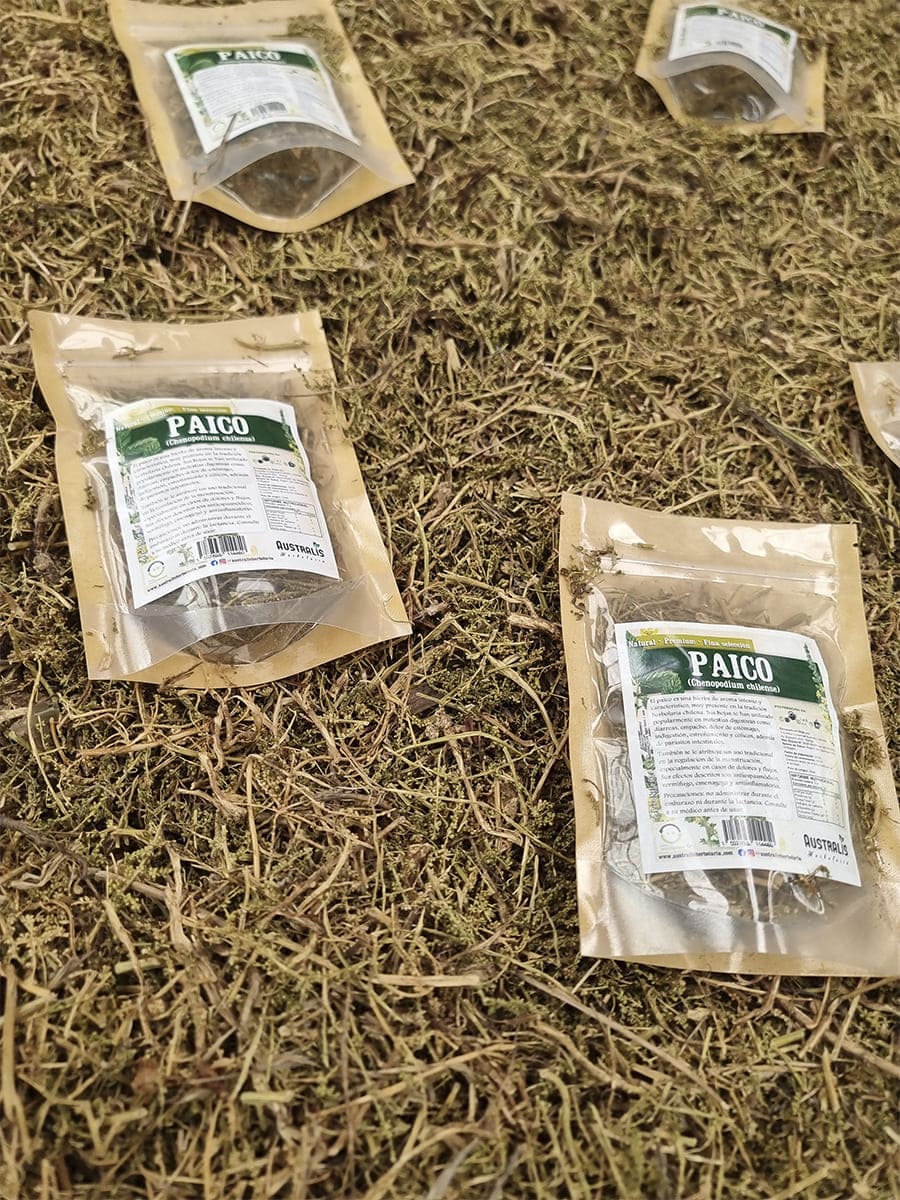Paico seco natural a granel ideal para infusión y mezclas de tés