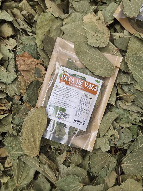 Pata de vaca Bauhinia forficata en hierba seca natural para infusión