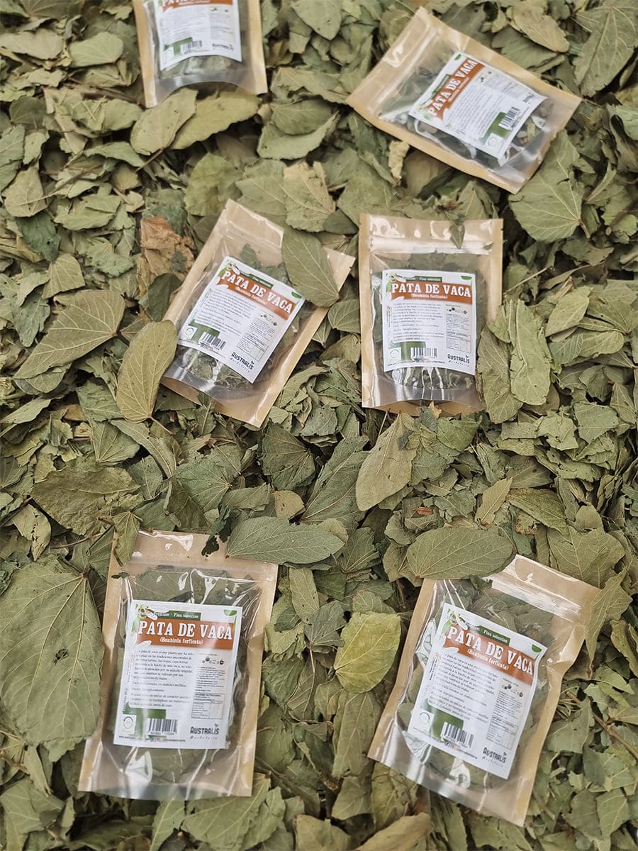 Hojas secas de pata de vaca para preparar infusiones herbales