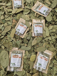 Hojas secas de pata de vaca para preparar infusiones herbales