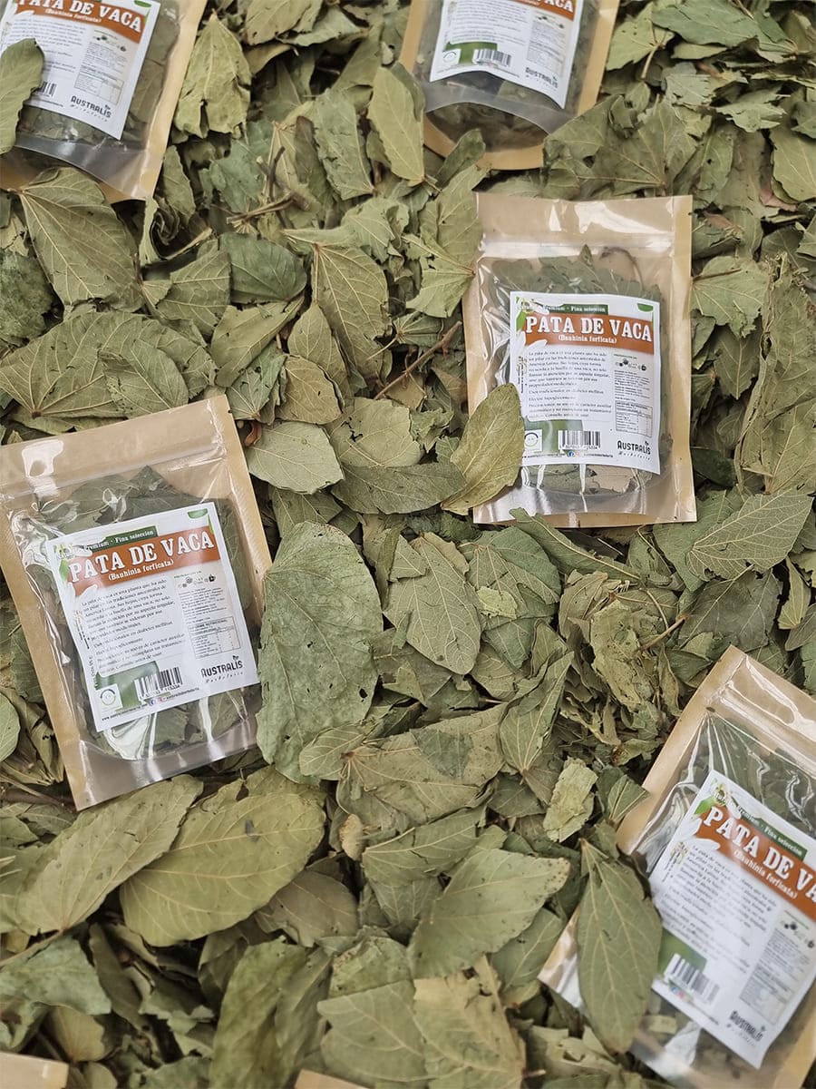 Pata de vaca hierba medicinal seca Bauhinia forficata a granel