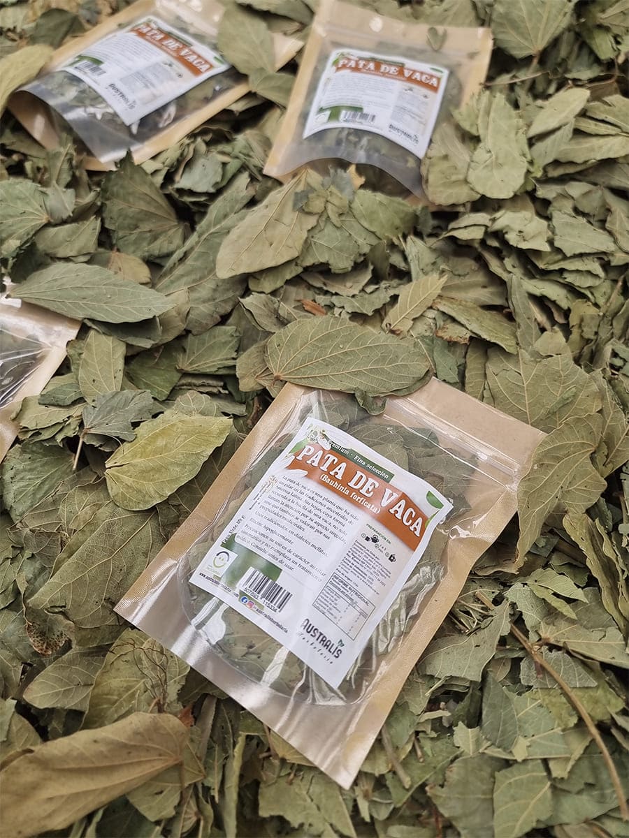 Pata de vaca seca a granel para preparación de té herbal