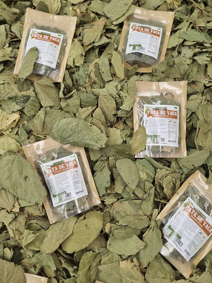 Hojas de Bauhinia forficata secas para infusión natural