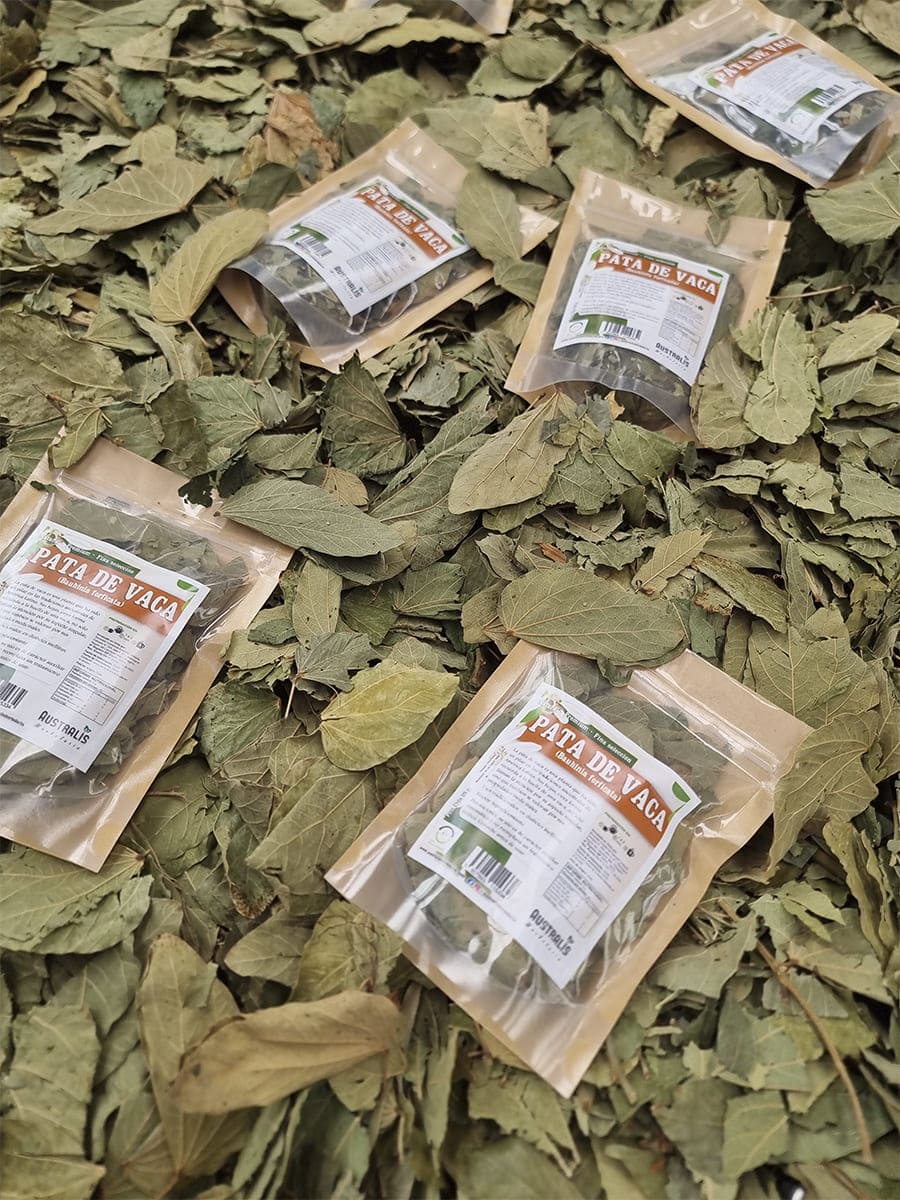 Hierba seca pata de vaca Bauhinia forficata para té natural