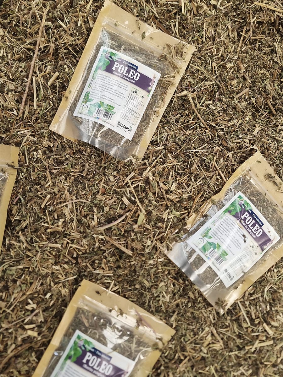 Poleo hierba seca natural para preparar té digestivo