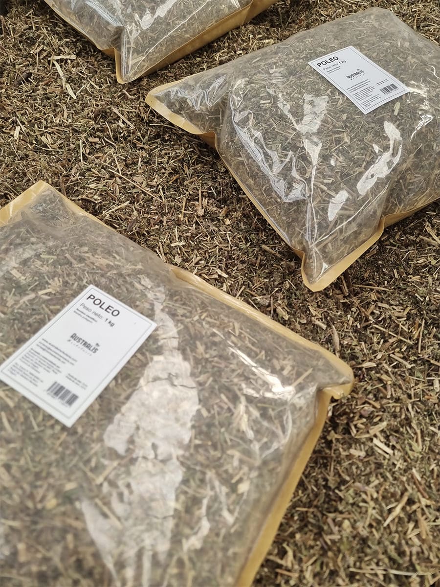 Poleo seco natural presentado a granel para té herbal