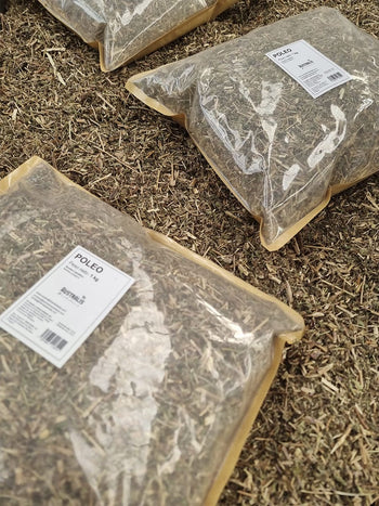 Poleo seco natural presentado a granel para té herbal