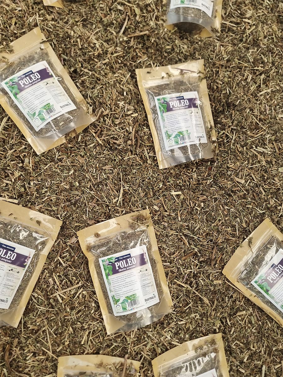 Mentha pulegium en formato seco para té herbal