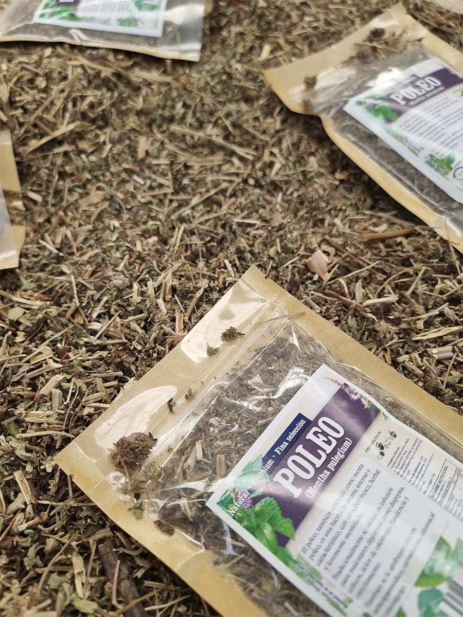 Poleo Mentha pulegium en hierba seca natural para infusión
