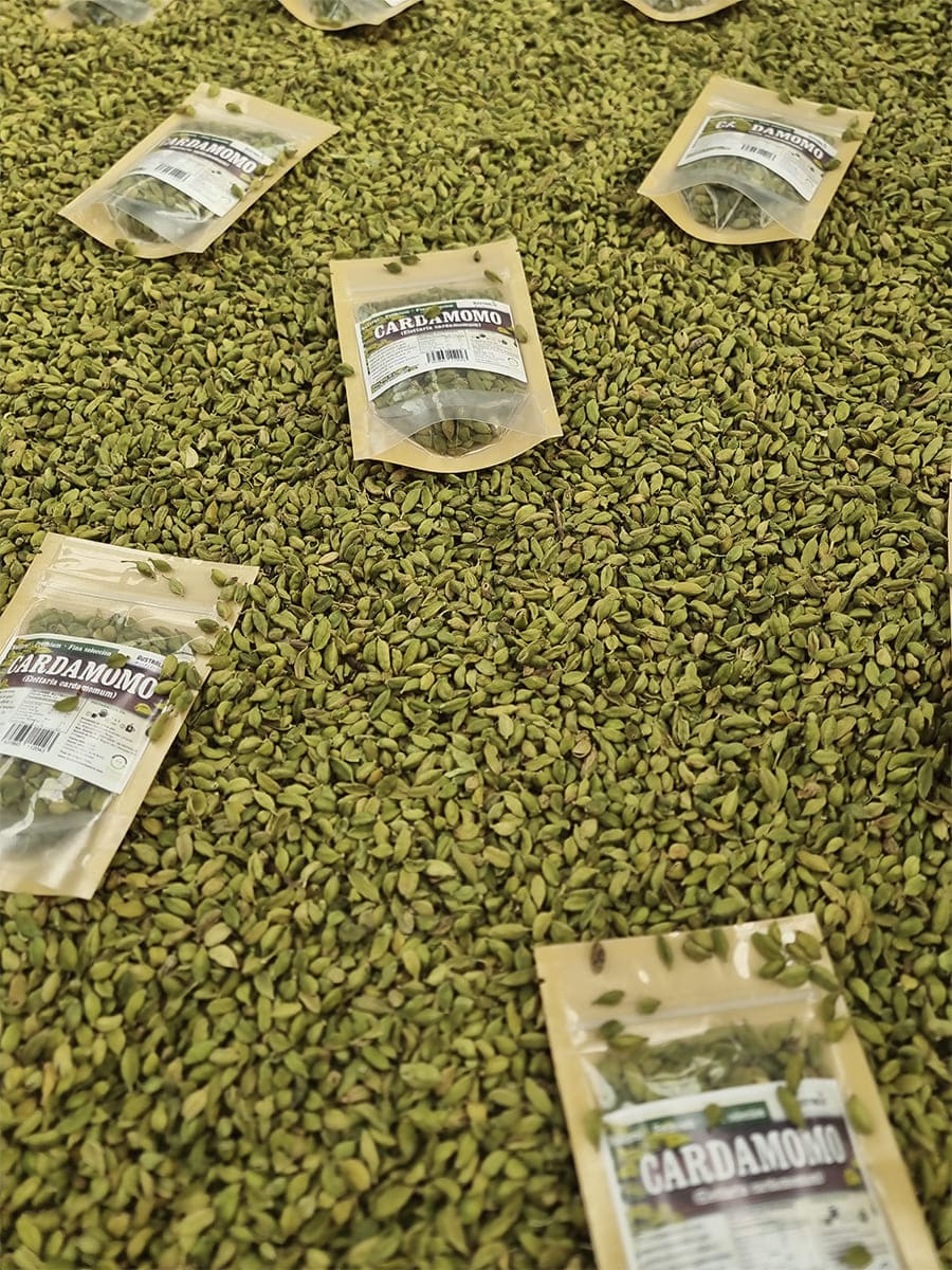 Vainas de cardamomo verde entero usadas como especia aromática