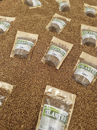 Coriandrum sativum en grano seco para uso gastronómico