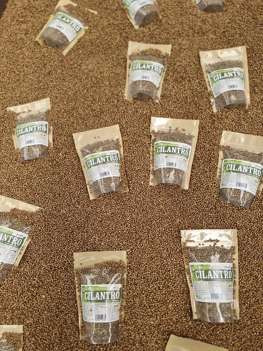 Cilantro en grano entero como especia y condimento