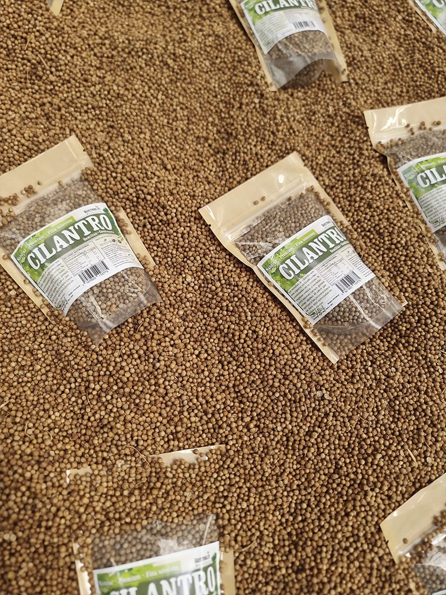 Semillas de cilantro enteras para molienda y condimentación