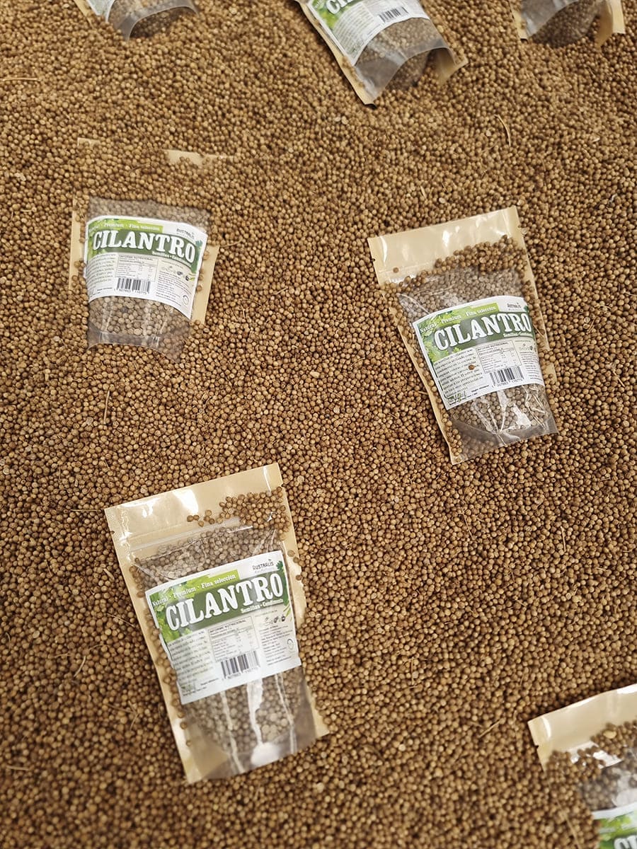 Semillas de cilantro enteras en presentación a granel