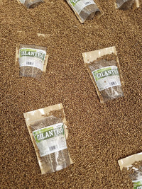 Semillas de cilantro enteras en presentación a granel