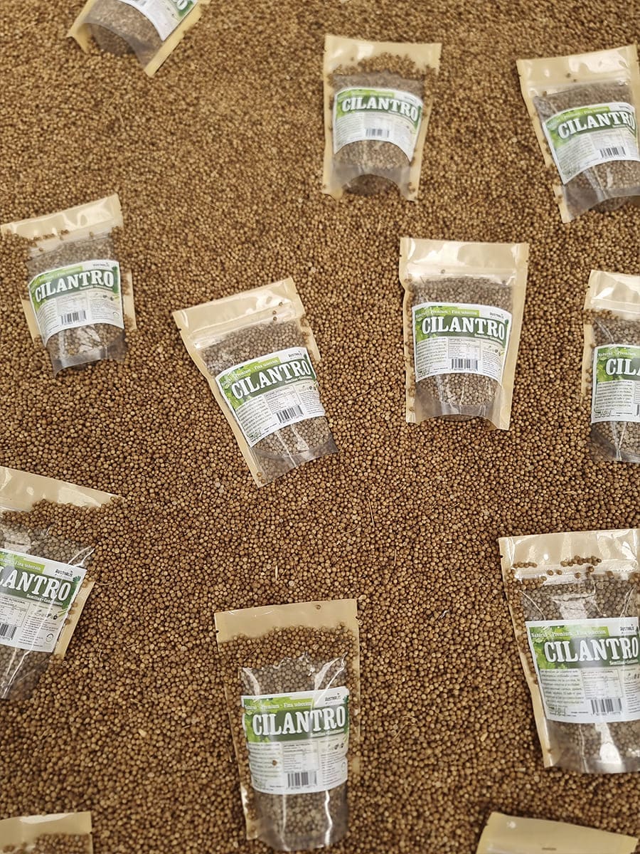 Semillas secas de Coriandrum sativum para condimentar