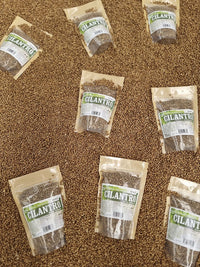 Semillas de cilantro enteras secas y seleccionadas