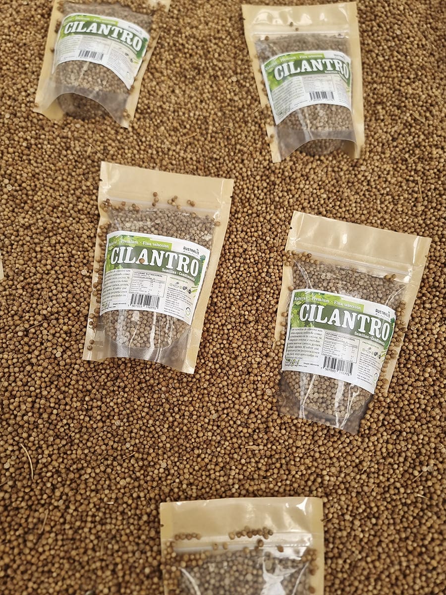 Semillas de cilantro utilizadas como condimento