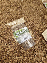 Cilantro en semillas secas para uso como especia