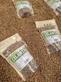 Cilantro en semillas deshidratadas de color beige dorado