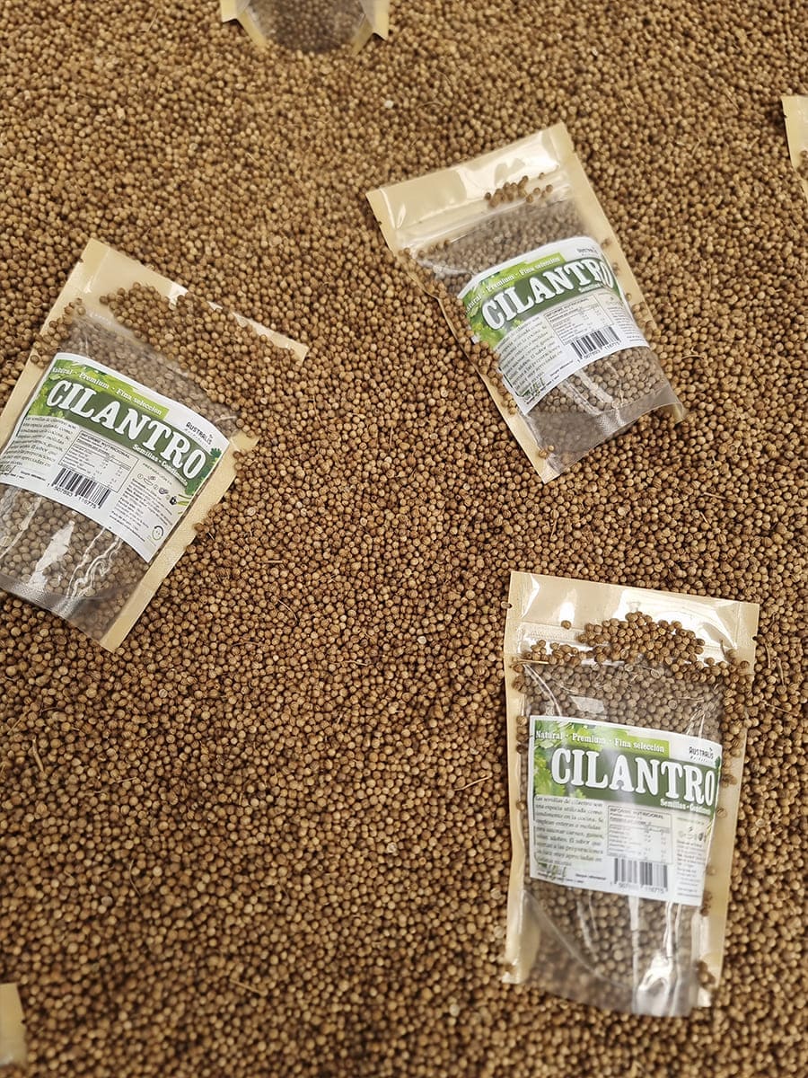 Cilantro seco en semilla para uso culinario