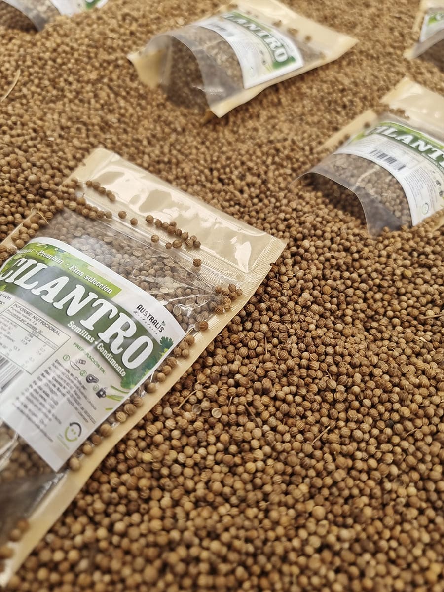 Cilantro entero en grano seco y redondeado